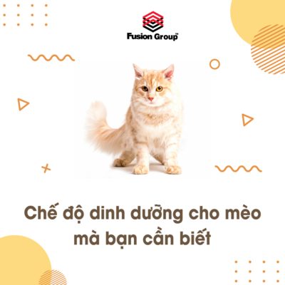 Chế độ dinh dưỡng cho mèo con